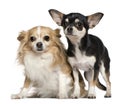 Two Chihuahuas, 6 and 2 years old Royalty Free Stock Photo