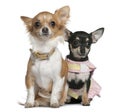 Two Chihuahuas, 6 months and 1 year old, sitting Royalty Free Stock Photo