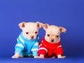 Two Chihuahuas on a blue background in the Studio. Cute puppies posing in clothes.
