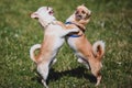 Two chihuahuas dog playing in park, chihuahua small cute dog Royalty Free Stock Photo