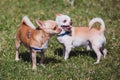 Two chihuahuas dog playing in park, chihuahua small cute dog Royalty Free Stock Photo