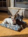 Two Chihuahuas inn the sun on a pillow Royalty Free Stock Photo