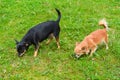 Two chihuahuas on the lawn Royalty Free Stock Photo