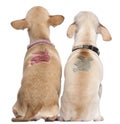 Two Chihuahuas with Playboy bunny on backs Royalty Free Stock Photo