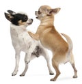 Two Chihuahuas playing