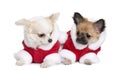 Two Chihuahuas in Santa coats, 7 months old