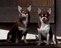 Two Chihuahuas seated on a stone staircase