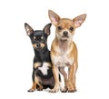 Two Chihuahuas sitting against white background Royalty Free Stock Photo