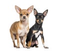 Two Chihuahuas sitting against white background Royalty Free Stock Photo