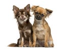 Two Chihuahuas sitting Royalty Free Stock Photo