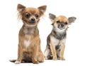 Two Chihuahuas sitting looking away Royalty Free Stock Photo