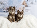 Chihuahuas sitting in winter scene Royalty Free Stock Photo