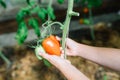 Two child& x27;s hands holding unripe red tomato on plant in greenhouse. Organic natural food ingredient concept. Royalty Free Stock Photo