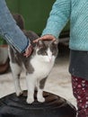 Two children petting a white grey cat