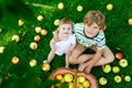 Two children picking apples on a farm in early autumn. Little baby girl and boy playing in apple tree orchard. Kids pick Royalty Free Stock Photo