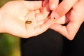 Two children`s hands holding baby Toad