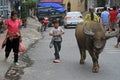 Two children are trying to lead huge buffalo