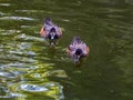 Chilean Wigeons enjoy the water. Royalty Free Stock Photo