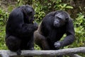 Two chimpanzee Royalty Free Stock Photo