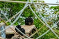 Two chimpanzee monkey hug on roof behide net in zoo