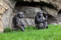 Two chimpanzee