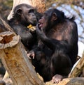 Two chimpanzees