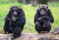 Two chimpanzees Royalty Free Stock Photo