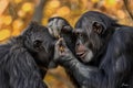 Chimpanzees Bonding in Autumn Forest, Wildlife Concept