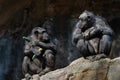 Two chimpanzees on a large rock in the zoo. Royalty Free Stock Photo