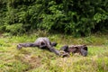 Two chimpanzees lie in the meadow Royalty Free Stock Photo