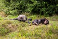 Two chimpanzees lie in the meadow Royalty Free Stock Photo