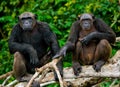 Two Chimpanzees on mangrove branches. Republic of the Congo. Conkouati-Douli Reserve.