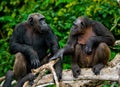 Two Chimpanzees on mangrove branches. Republic of the Congo. Conkouati-Douli Reserve.