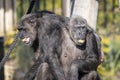 Two Chimpanzees resting in the sunshine while looking into the distance Royalty Free Stock Photo