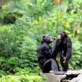 Two Chimpanzees Royalty Free Stock Photo