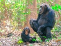 Two Chimpanzees sitting in forest at Gombe National Park Royalty Free Stock Photo