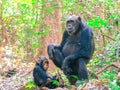 Two Chimpanzees sitting in forest at Gombe National Park