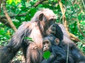 Two Chimpanzees sitting in forest at Gombe National Park