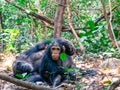 Two Chimpanzees sitting in forest at Gombe National Park