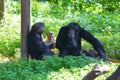 Two Chimpanzees are sitting on the ground in the zoo