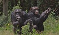 Two chimpanzees sitting together in the wild forest floor of the Ol Pejeta Conservancy, Kenya