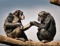 Two chimpanzees talking. Two chimpanzees meeting with each other apparently having a discussion using hand gestures Royalty Free Stock Photo