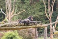 Two chimpanzees on a wooden scaffold Royalty Free Stock Photo