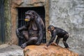 Two chimpanzees at the zoo Royalty Free Stock Photo
