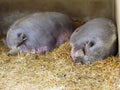 Two chines pigs Royalty Free Stock Photo