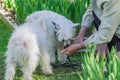 Two Chinese Crested Dogs with hair dring from female`s hand outdoors Royalty Free Stock Photo