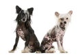 Two Chinese Crested dogs sitting Royalty Free Stock Photo