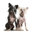 Two Chinese Crested dogs sitting Royalty Free Stock Photo