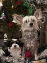 Two Chinese Crested,Powder-puff Puppies
