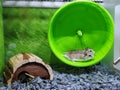 Two Chinese Hamster running on the exercise toy inside the cage